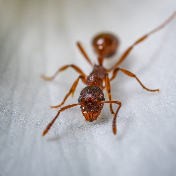 Field Ants, Pest Control in Belmont, South Sutton, SM2. Call Now! 020 8166 9746