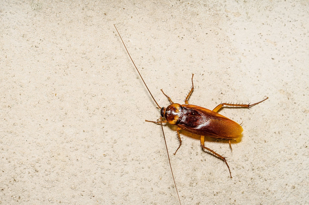 Cockroach Control, Pest Control in Belmont, South Sutton, SM2. Call Now 020 8166 9746
