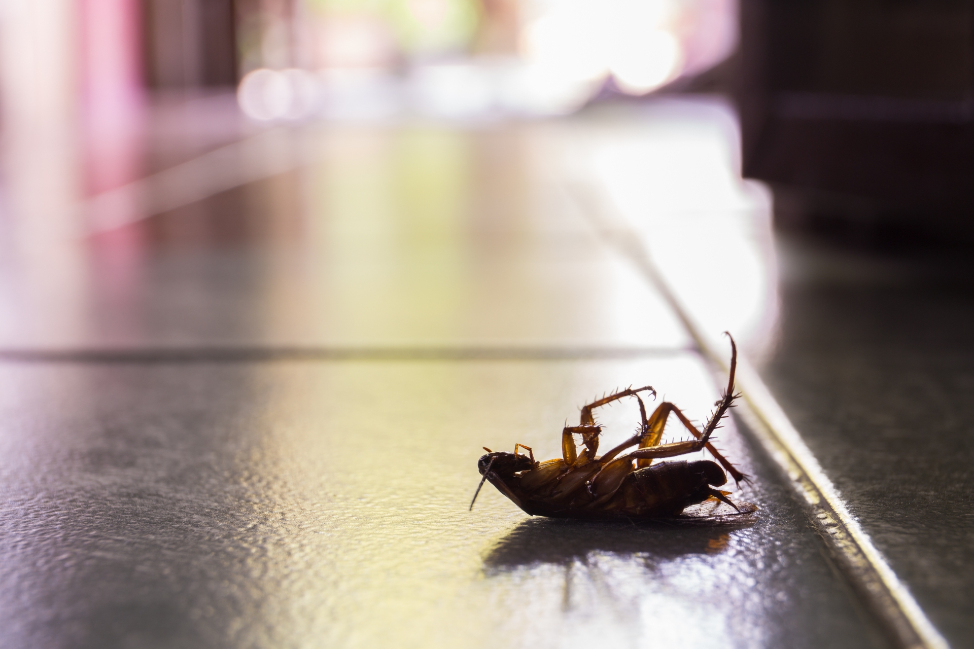 Cockroach Control, Pest Control in Belmont, South Sutton, SM2. Call Now 020 8166 9746
