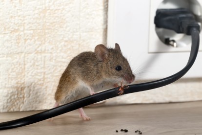 Pest Control in Belmont, South Sutton, SM2. Call Now! 020 8166 9746