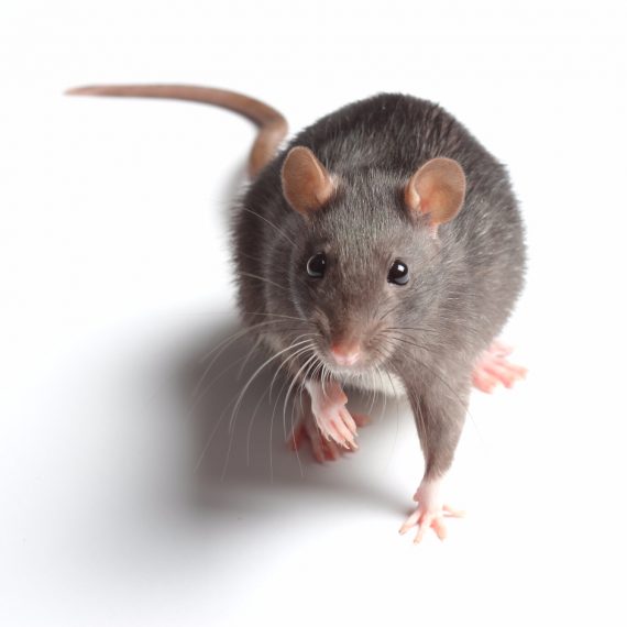 Rats, Pest Control in Belmont, South Sutton, SM2. Call Now! 020 8166 9746