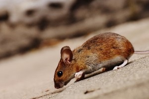 Mice Exterminator, Pest Control in Belmont, South Sutton, SM2. Call Now 020 8166 9746