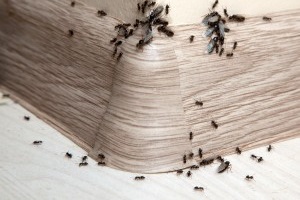 Ant Control, Pest Control in Belmont, South Sutton, SM2. Call Now 020 8166 9746