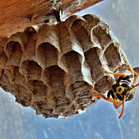 Wasps Nest, Pest Control in Belmont, South Sutton, SM2. Call Now! 020 8166 9746