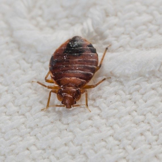 Bed Bugs, Pest Control in Belmont, South Sutton, SM2. Call Now! 020 8166 9746