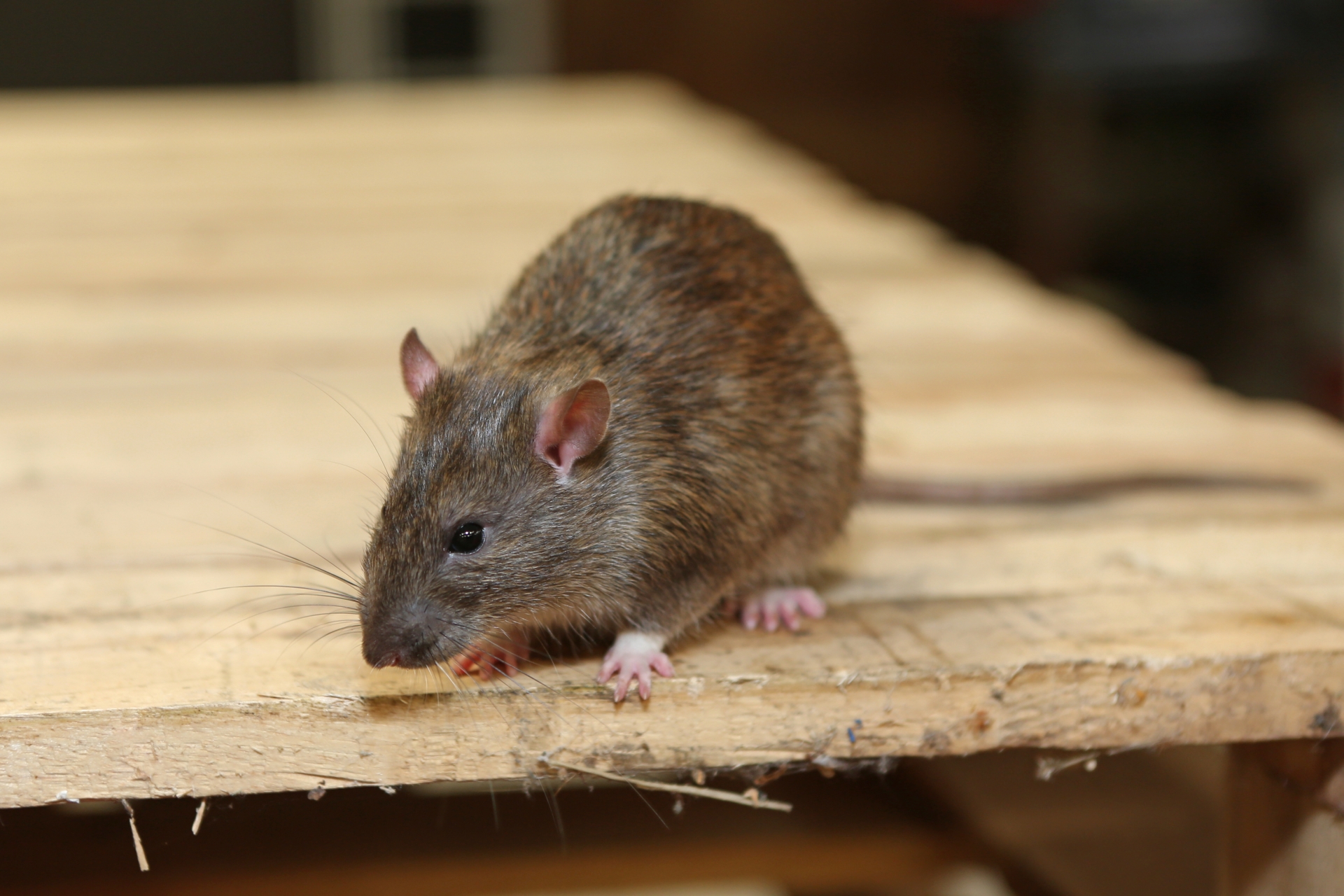 Rat Infestation, Pest Control in Belmont, South Sutton, SM2. Call Now 020 8166 9746