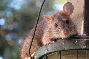 Rat extermination, Pest Control in Belmont, South Sutton, SM2. Call Now 020 8166 9746